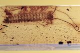 Detailed Fossil House Centipede (Scutigeridae) In Baltic Amber #296868-1